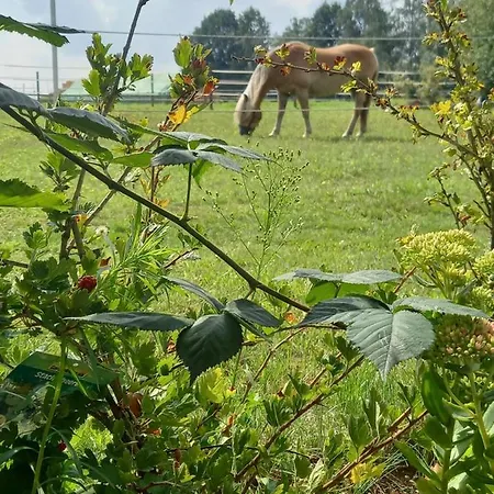 Landidylle Mit Garten, Whirlpool Und Klima Reken