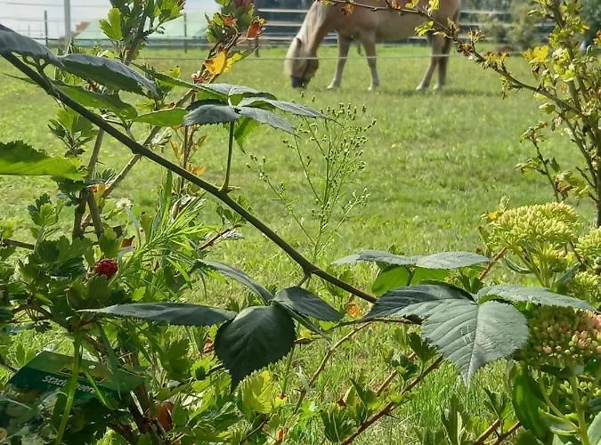 Landidylle Mit Garten, Whirlpool Und Klima Reken