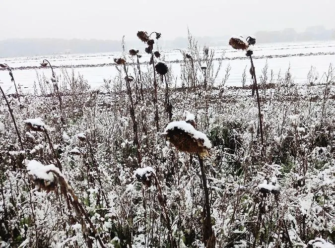 Landidylle Mit Garten, Whirlpool Und Klima * Reken